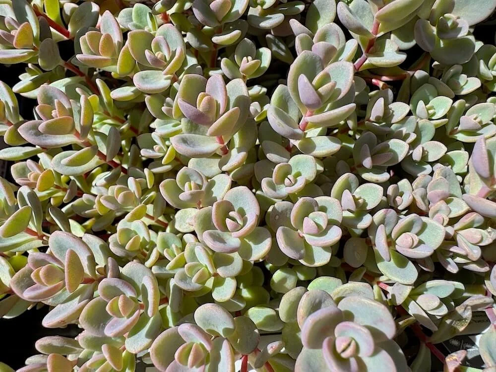 Sedum pluricaule 'Isle of Sakhalin' (Isle of Sakhalin Stonecrop
